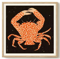 Enikő Eged - Spotted Calico Crab